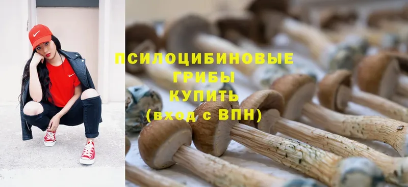 Псилоцибиновые грибы Cubensis  купить закладку  гидра сайт  Кировск 